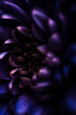 Çiçek açan mor papatya yaprakları, soyut çiçek sanatı.