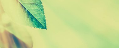 Yeşil yapraklar soyut bağlılık arka planı olarak, bitkisel foya