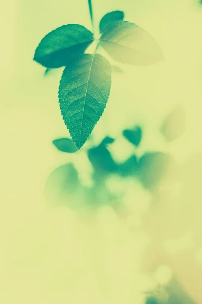 Hojas verdes como fondo abstracto de la naturaleza vintage, folia herbal — Foto de Stock