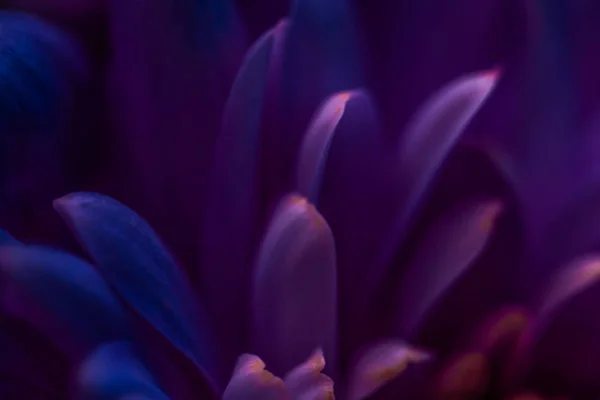 Pétalos de flores de margarita púrpura en flor, arte floral abstracto en flor — Foto de Stock