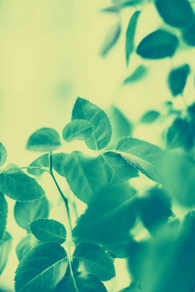 Zöld levelek elvont évjárat természet háttér, gyógynövény folia — Stock Fotó