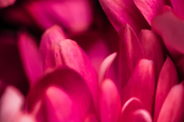 Red daisy flower petals in bloom, abstract floral blossom art ba — Stock Photo, Image