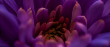 Çiçek açan mor papatya yaprakları, soyut çiçek sanatı.