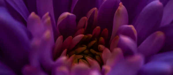 Paarse madeliefje bloemblaadjes in bloei, abstracte bloemen bloesem kunst — Stockfoto