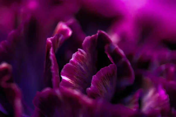 Purple carnation flower in bloom, abstract floral blossom art ba — Stock Photo, Image