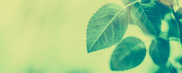 Green leaves as abstract vintage nature background, herbal folia