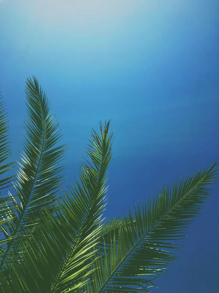 Palmblad och himlen, sommartid resa bakgrund — Stockfoto