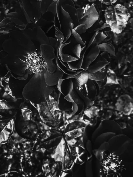 Zwarte bloeiende tuin Rose bloem bij zonsondergang, Floral schoonheid ACHTERG — Stockfoto