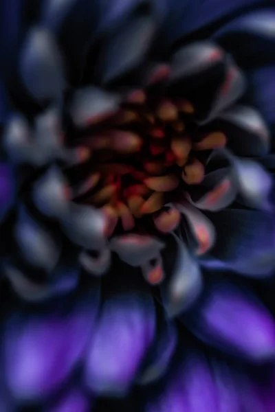 Paarse madeliefje bloemblaadjes in bloei, abstracte bloemen bloesem kunst — Stockfoto