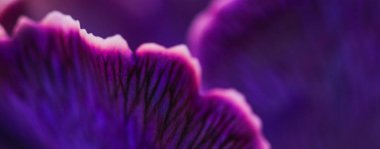 Mor karanfil çiçeği çiçek, soyut çiçek sanatı ba