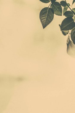 Yeşil yapraklar soyut bağlılık arka planı olarak, bitkisel foya
