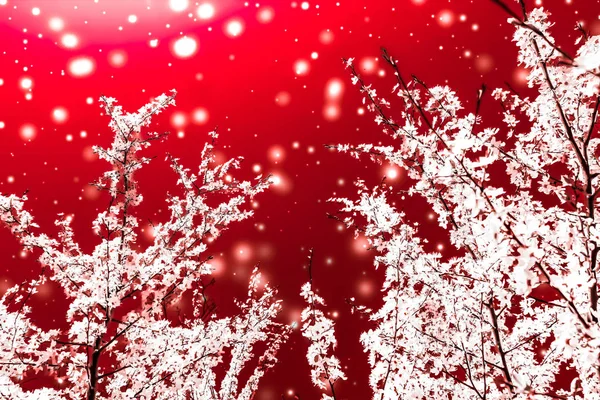 Navidad, Año Nuevo fondo floral rojo, diseño de tarjetas de vacaciones , —  Fotos de Stock