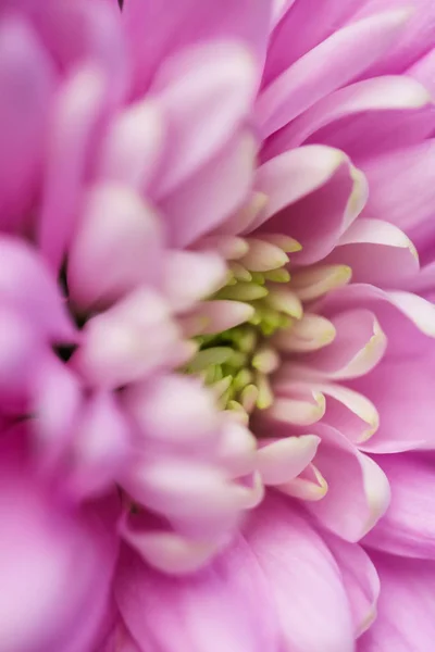 粉红菊花花瓣盛开，抽象花卉艺术b — 图库照片