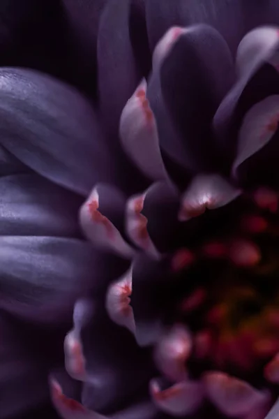 Pétalos de flores de margarita púrpura en flor, arte floral abstracto en flor — Foto de Stock