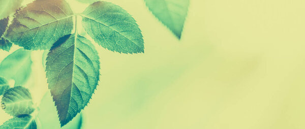 Green leaves as abstract vintage nature background, herbal folia