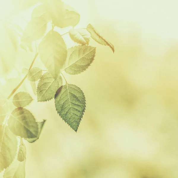 Zöld levelek elvont évjárat természet háttér, gyógynövény folia — Stock Fotó