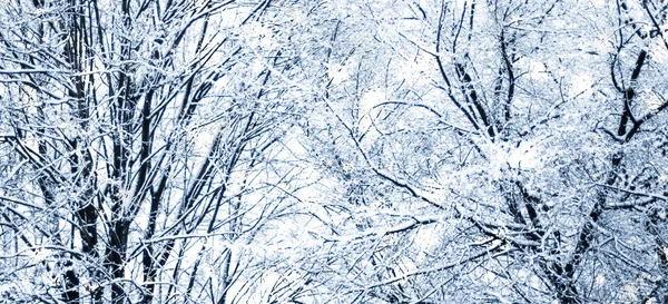 Fundo de férias de inverno, paisagem natural com neve brilhante e co — Fotografia de Stock