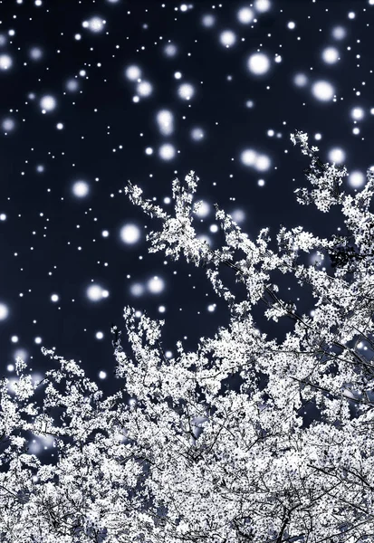 Kerstmis, Nieuwjaar zwarte bloemen achtergrond, vakantie kaart desig — Stockfoto