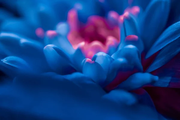 蓝色菊花花瓣盛开，抽象花卉艺术b — 图库照片