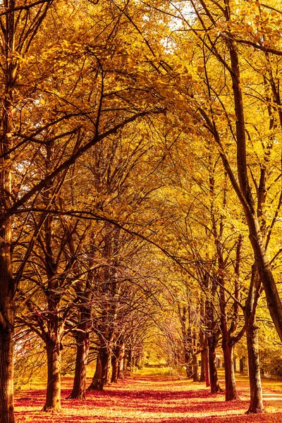 Belo outono paisagem fundo, vintage natureza cena em f — Fotografia de Stock