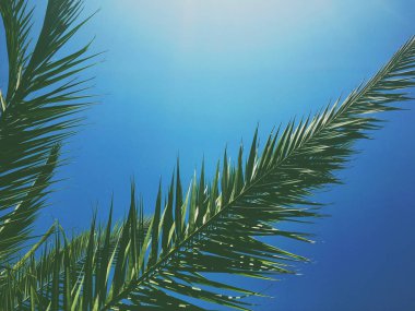 Palmiye yaprakları ve gökyüzü, yaz yolculuğu arka planı