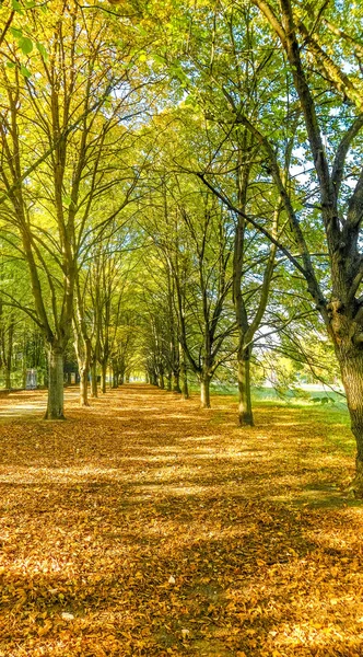 Jesień natura scena tło, liście i drzewa na zewnątrz — Zdjęcie stockowe