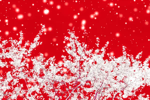 Kerstmis, Nieuwjaar rode bloemen achtergrond, vakantie kaart ontwerp, — Stockfoto