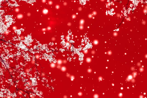 Χριστούγεννα, Πρωτοχρονιά κόκκινο floral φόντο, διακόσμηση καρτών διακοπών, — Φωτογραφία Αρχείου