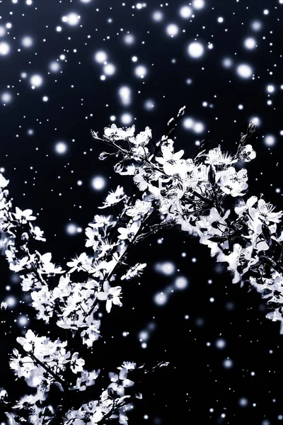 Vánoce, Nový rok černé květinové pozadí, vánoční přání desig — Stock fotografie