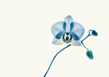 Çiçek açan orkide, soyut çiçek arkaplanı