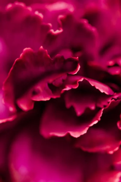 Oeillet rouge fleur en fleur, abstrait fleur florale art backg — Photo