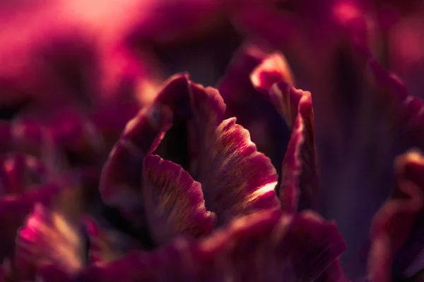 Flor de clavel de Borgoña en flor, arte floral abstracto en flor — Foto de Stock