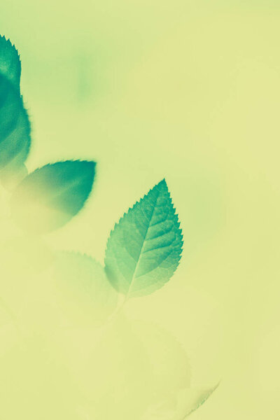 Green leaves as abstract vintage nature background, herbal folia