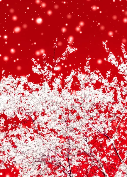 Natal, Ano Novo fundo floral vermelho, design de cartão de férias , — Fotografia de Stock