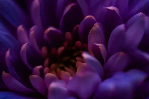 Pétalos de flores de margarita púrpura en flor, arte floral abstracto en flor — Foto de Stock