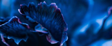 Blue carnation flower in bloom, abstract floral blossom art back