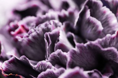 Mor karanfil çiçeği çiçek, soyut çiçek sanatı ba