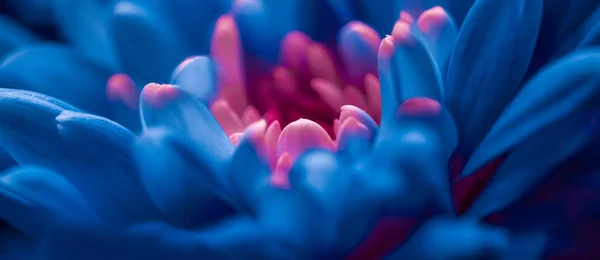 Pétalos de flores de margarita azul en flor, flores abstractas arte b — Foto de Stock