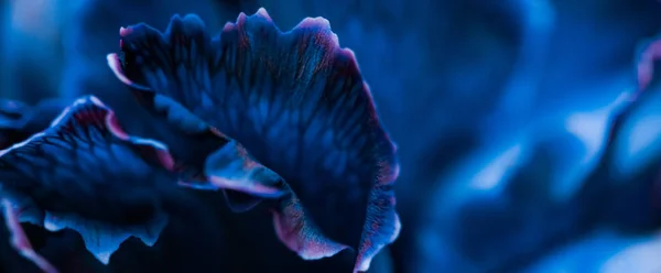Fleur d'oeillet bleue en fleur, art floral abstrait en fleur retour — Photo