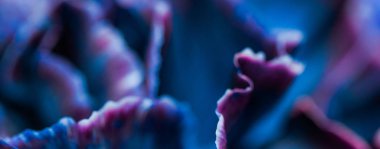 Blue carnation flower in bloom, abstract floral blossom art back