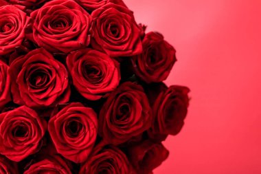 Kırmızı gül gourgeous lüks buket, flora olarak çiçek çiçek