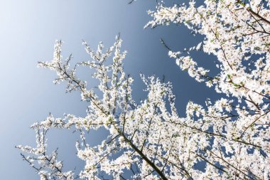 Mavi arka plan çiçek soyut sanat, vintage kiraz çiçekleri i