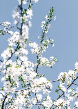 Mavi arka plan çiçek soyut sanat, vintage kiraz çiçekleri i