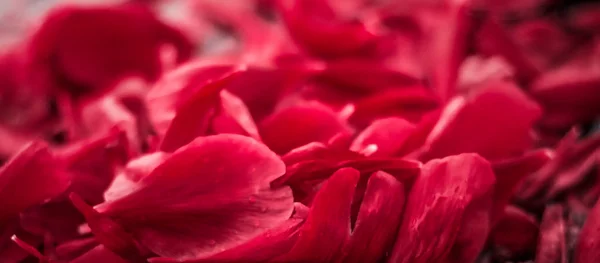 Fondo abstracto de arte floral de vacaciones, flor roja peta — Foto de Stock