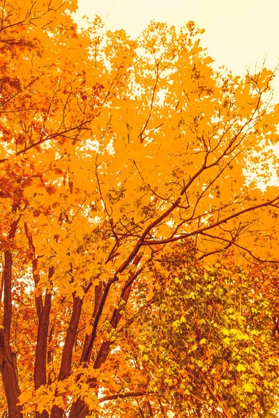 Schöne Herbstlandschaft Hintergrund, Vintage-Natur-Szene in f — Stockfoto