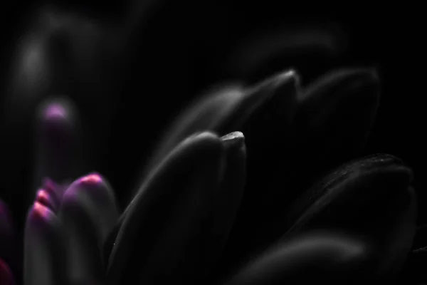 Pétalos de flores de margarita negra en flor, arte floral abstracto en flor — Foto de Stock