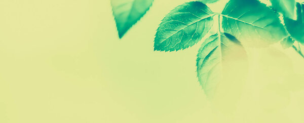 Green leaves as abstract vintage nature background, herbal folia