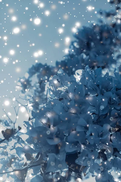 Noel, Yeni Yıl Mavi Çiçek Özgeçmişi, Noel kartı — Stok fotoğraf