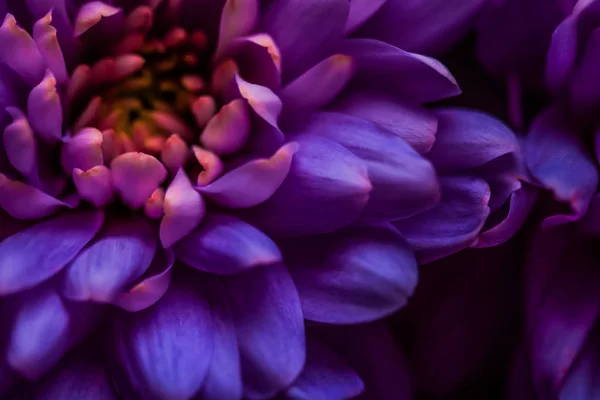 Pétalos de flores de margarita púrpura en flor, arte floral abstracto en flor — Foto de Stock