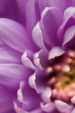 Çiçek açan mor papatya yaprakları, soyut çiçek sanatı.